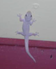 Gecko