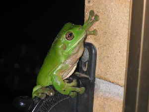 Treefrog