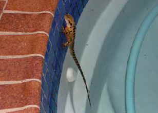 Lizard im Pool