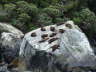 Milford-Sound-Seehunde
